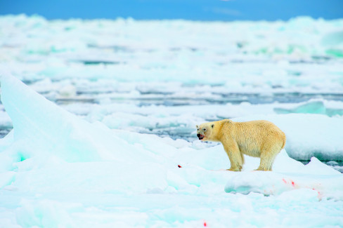 Polarni medved, klimatske promene