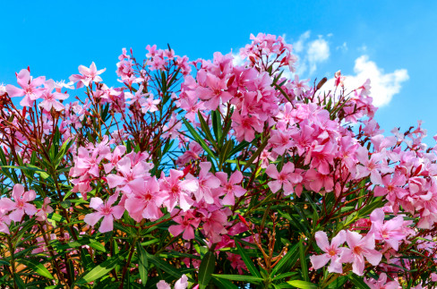 cveće, Oleander