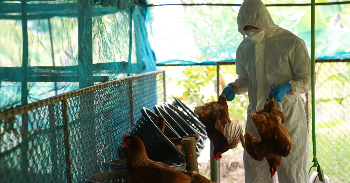 U Evropi Najveća Epidemija Ptičijeg Gripa